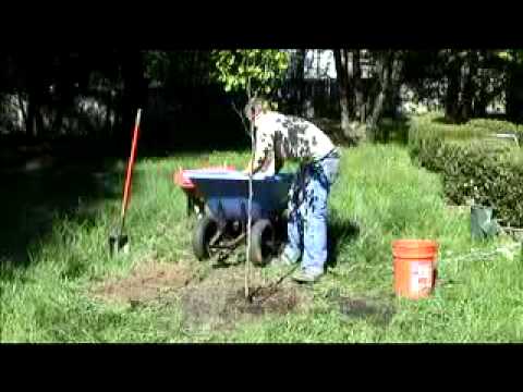 Planting America:How To Plant a Tree (Feat. Rob Beideman)