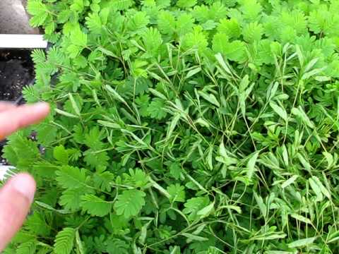 Mimosa pudica - Sensitive Plant