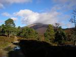 Scattered survivors (two recently dead) of extensive deforestation at Glen Quoich, Scotland