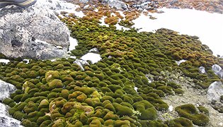 Antarctic moss