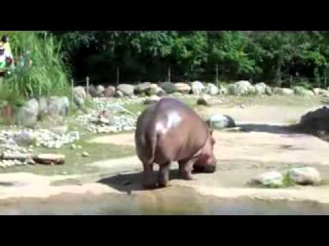 Hippo Butt Explosion