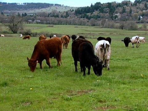 Raised on Grass: Pasture Fed Animals