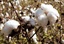 The Mississippi 2000 cotton crop, blistered by triple digit temperatures and lack of rain for much of the summer, will not meet the quality of this Sept. 23, 1999, cotton boll, seen here in Inverness, Miss.