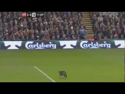 Cat invades Football pitch Liverpool vs Tottenham 6/02/12