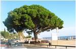 Pí Rodó pine beside a beach. The town of Cambrils can trace its origins back to prehistoric times, although it was not until the Roman period that the present town of Cambrils began to grow.