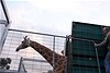 After a long trip, Msumari leaves the trailer and enters his new home at Halls Gap Zoo. 