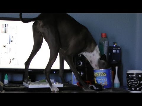 A very bad dog (kleptomaniac greyhound!)