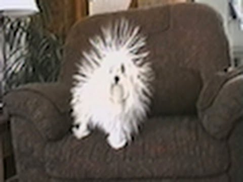 CuteWinFail: Static Dog