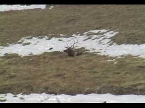 Elk Hunting Wyoming