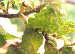 Black insect on the leaf of the tree which harmful to tree - insect - nature