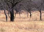 Dried grass - leaf less trees - drought - Maharashtra