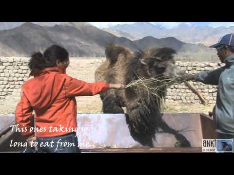 Leh Ladakh Travel Video