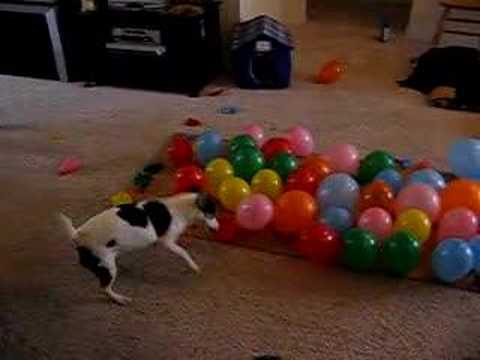 DOG vs. BALLOONS