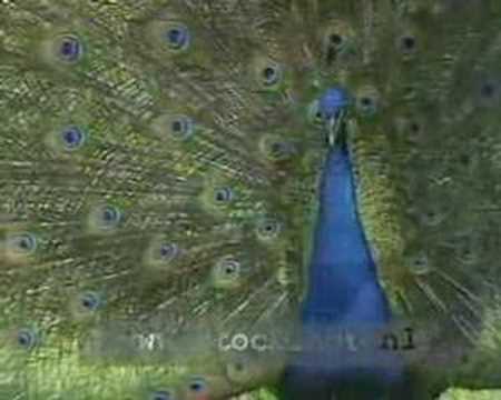 Peacock calling - Pavo cristatus