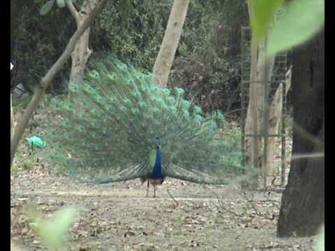 PEACOCK DANCE - A RARE VIEW!