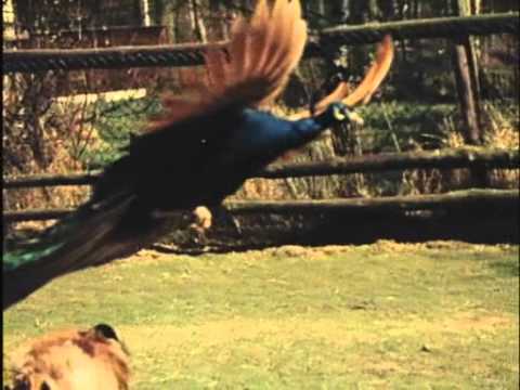 flying peacock