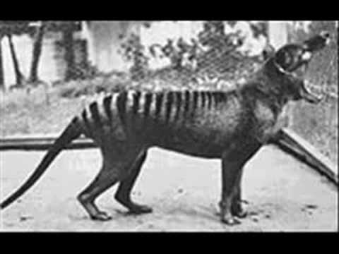 Extinct Animals 20th Century!