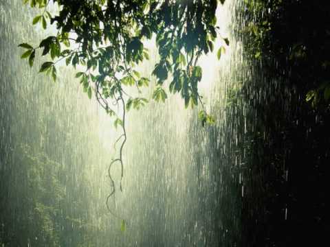 Sounds of the Rainforest