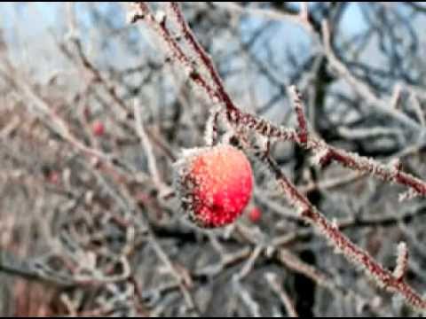 Apples in Winter on Concertina