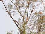 a bulbul bird on the branch of the tree - nature - life on Earth