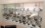 Gulls at Exhibit in the Pacific Grove Museum of Natural History, Pacific Grove, California, USA.