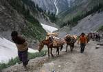 Potters carry wooden logs on their ponies to the sacred Amarnath Caves, one of the most revered of Hindu shrines on July 01, 2011. near Baltal, Jammu and Kashmir, India. More than 5,000 Hindu devotees, braving sub-zero temperatures, began the hike over glaciers and along paths overhanging gorges to reach the sacred Amarnath cave housing an ice stalagmite, a stylized phallus worshiped by Hindus as a symbol of the god Shiva, enveloped by the rugged Himalayan mountains. The Kashmiri mountains near