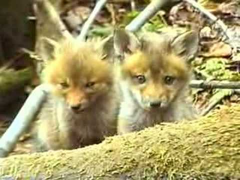 RED FOX KITS