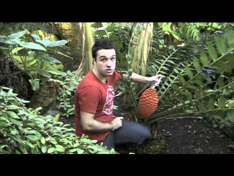 Cycad Conservation