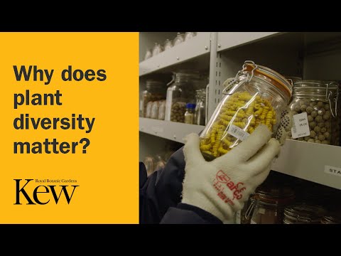 Kew views: Why does plant diversity matter?