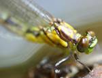 Possibly the Yellow Emperor Dragonfly - Hemianax papuensis. Freshly emerging from its pupal life in a stream on Mount Glorious. Hand-held without flash, this was the only clear shot from perhaps a dozen :)