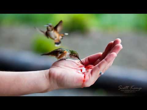 Hand feeding Hummingbirds