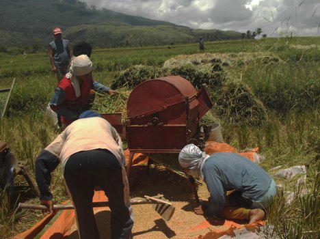 Rice Farm - Farmers - Rice Mill - Grains - Agriculture - Philippines