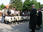 The young rams are awarded prizes. Each year, on the second Thursday in July, the moorland sheep (Heidschnucke) auction takes place.