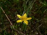 R. occidentalis in Anacortes, Washington (western buttercup) is a species of buttercup found in the western United States and Canada.[1] Its distribution extends from Alaska through British Columbia and Alberta to central California