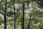 Beech trees and forest Kaitoke New Zealand