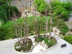 North Carolina Arboretum, Asheville, North Carolina, USA. Bonsai Taxodium distichum.