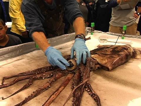 Dissecting the Humboldt Squid