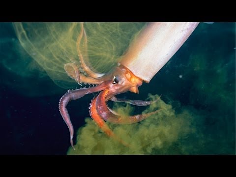 National Geographic Live! - The Amazing Squid