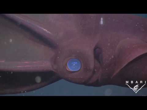 Vampire Squid Turns Itself 