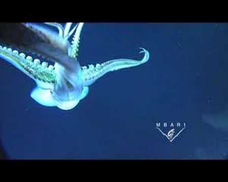 Jumbo squid attacks camera