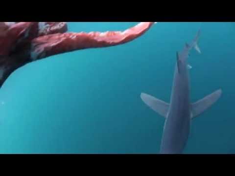 Giant squid attack by shark