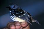 Spot-backed Antbird (Hylophylax naevia) from Ecuador.