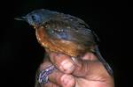 Spot-winged Antbird (Schistocichla leucostigma). A female photographed in Cordillera del Cóndor, south-eastern Ecuador.