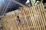 A huge black spider with yellow spots weaves its web.