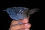 Spot-winged Antbird (Schistocichla leucostigma). A male photographed in Cordillera del Cóndor, south-eastern Ecuador.