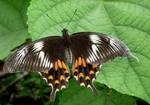 Female, Form Romulus, Jet black butterfly with row of white spots along the middle part of hindwing. 90–100 mm