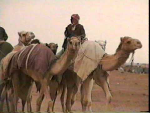 Camel Race Track, Tabuk, Saudi Arabia