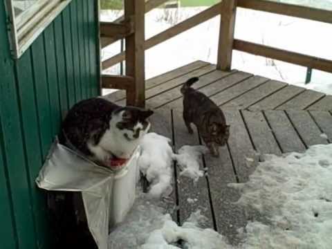 An eagle, a fox and my cat all getting along fine on my porch