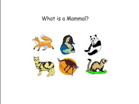 What is a mammal?