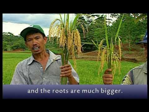 SRI English Pt 1 of 3 System for Rice Intensification, ADRA NZ